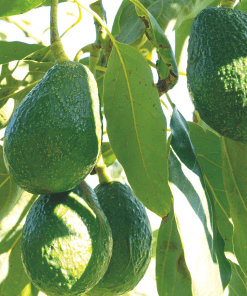Hass Avocados